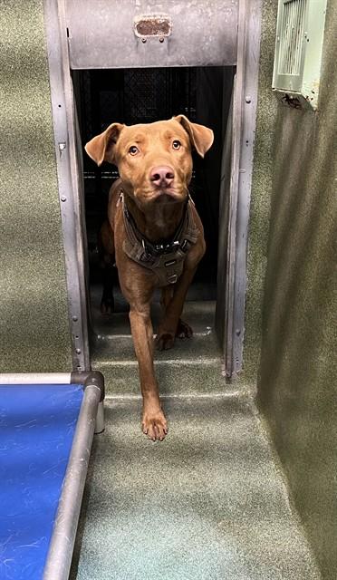 REX, Adoptable, Young Male Pit Bull Terrier.