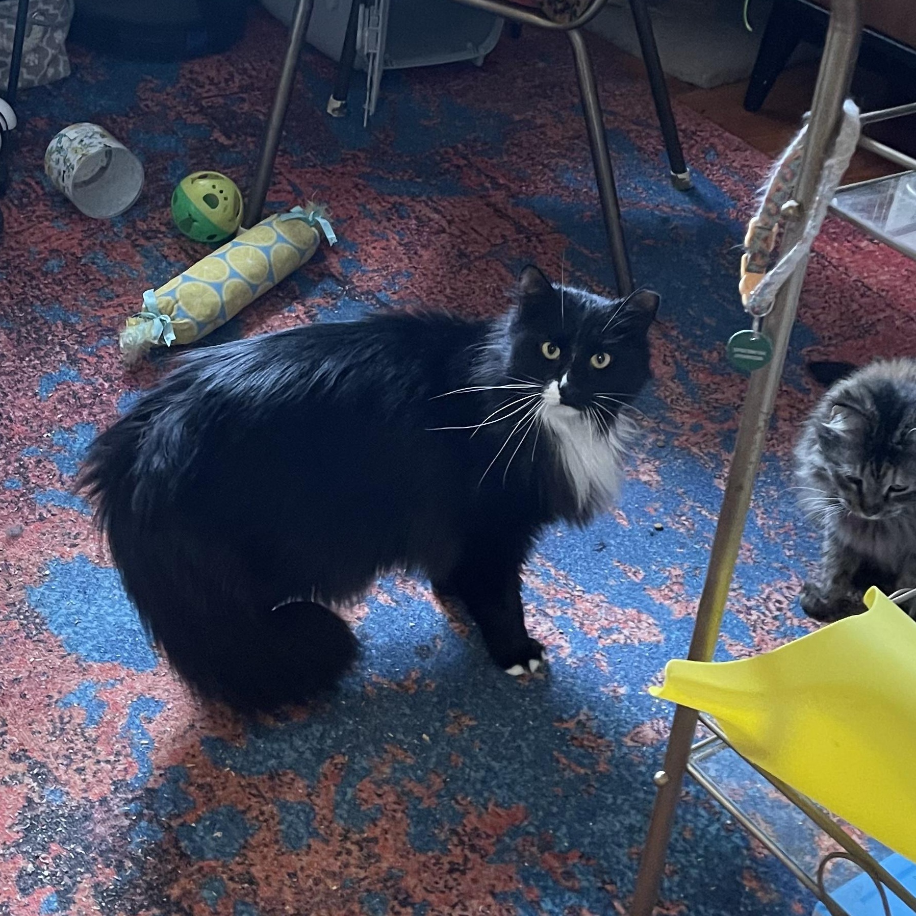 Enlarge Sebastian, a ADOPTABLE mixed breed in Scranton, PA image 2/3