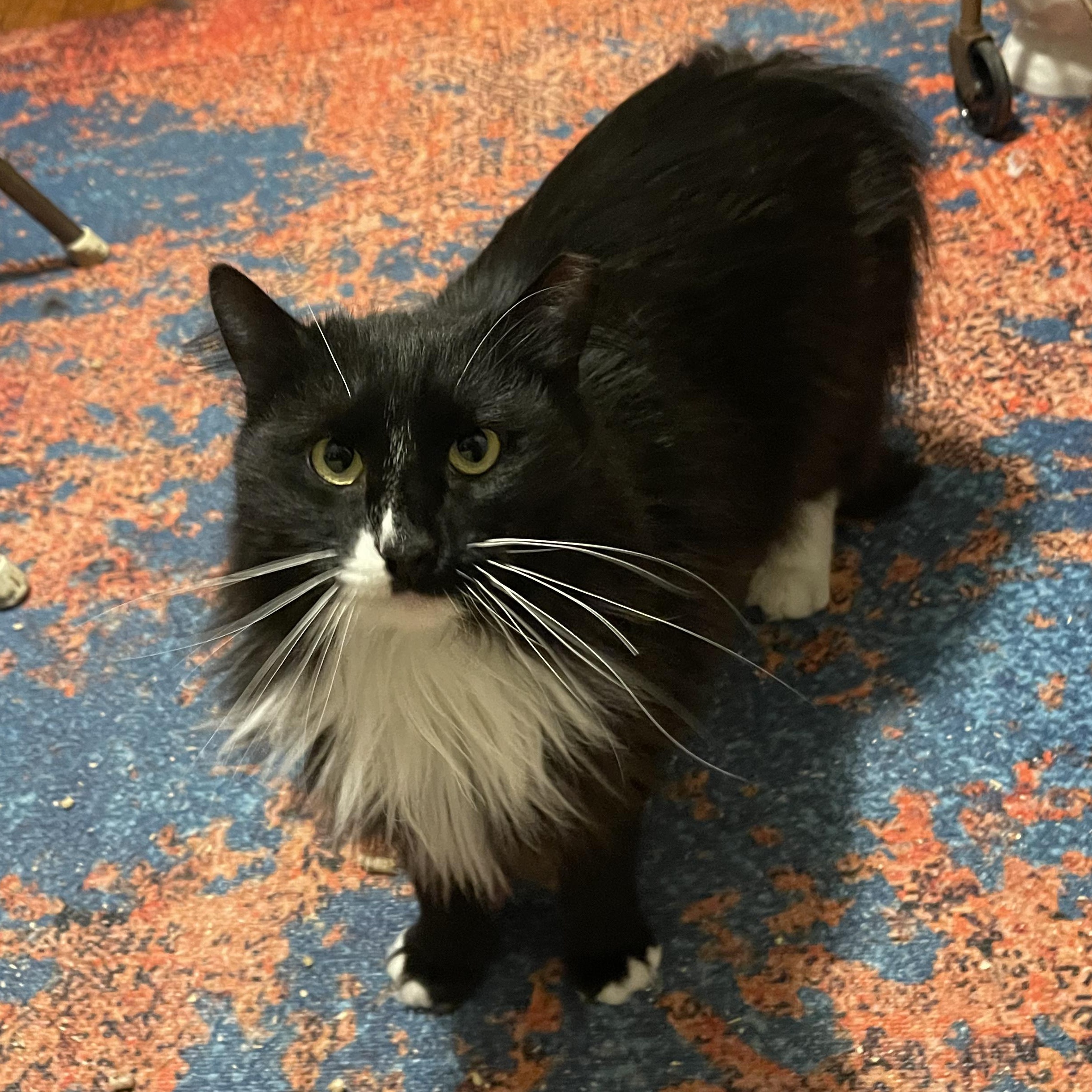 Enlarge Sebastian, a ADOPTABLE mixed breed in Scranton, PA image 3/3