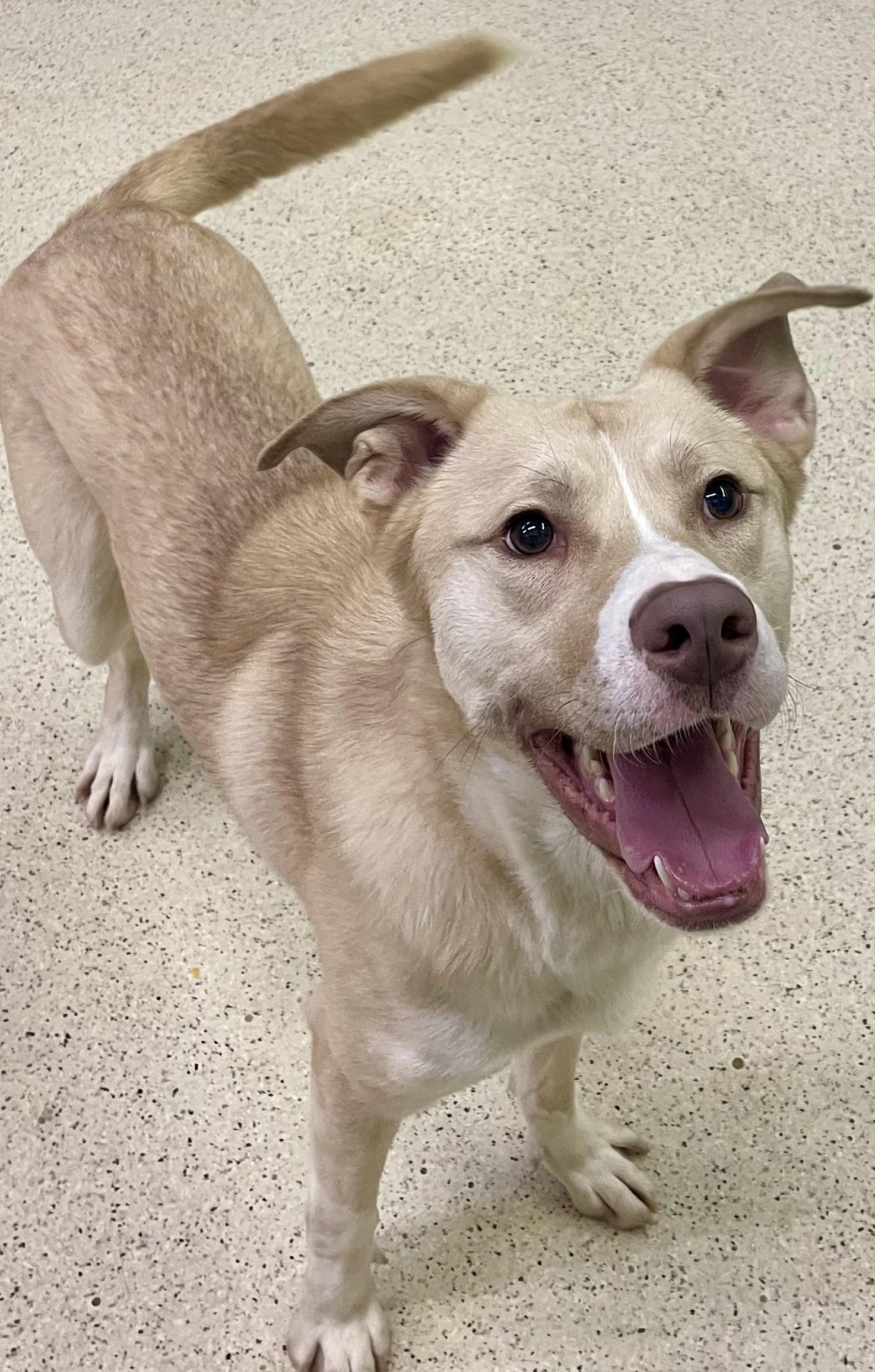 William, a ADOPTABLE mixed breed in Muncie, IN image 5/6