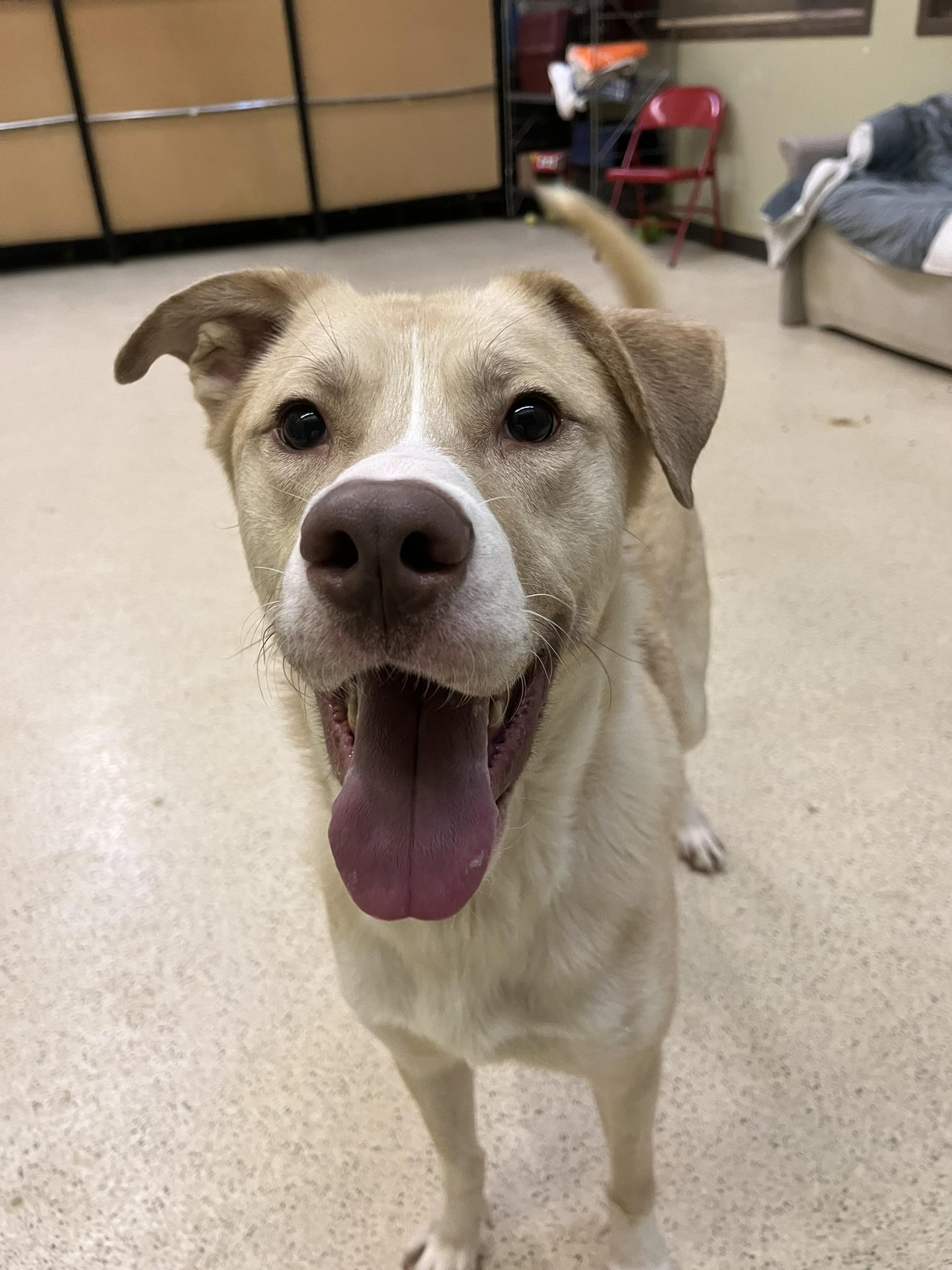 William, a ADOPTABLE mixed breed in Muncie, IN image 4/6
