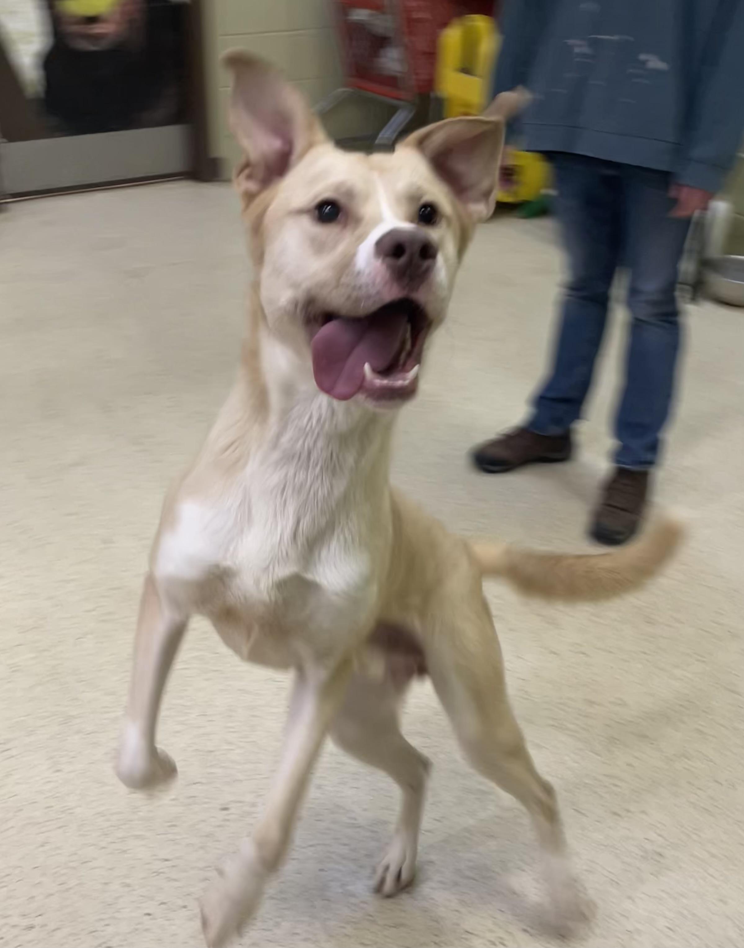 William, a ADOPTABLE mixed breed in Muncie, IN image 6/6