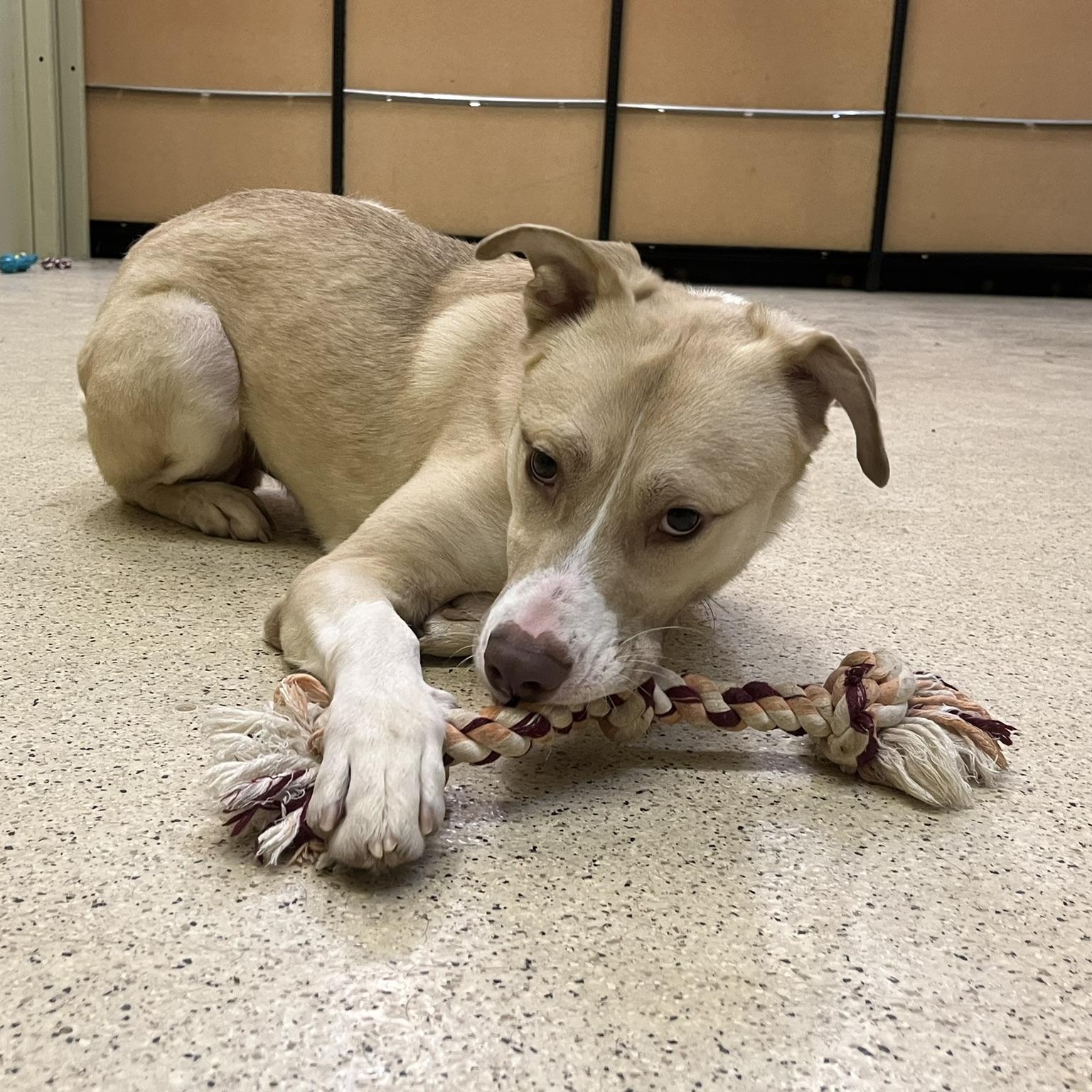 William, a ADOPTABLE mixed breed in Muncie, IN image 3/6