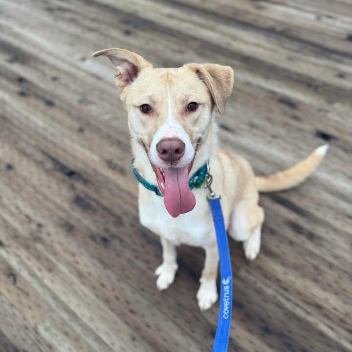 William, a ADOPTABLE mixed breed in Muncie, IN image 1/6