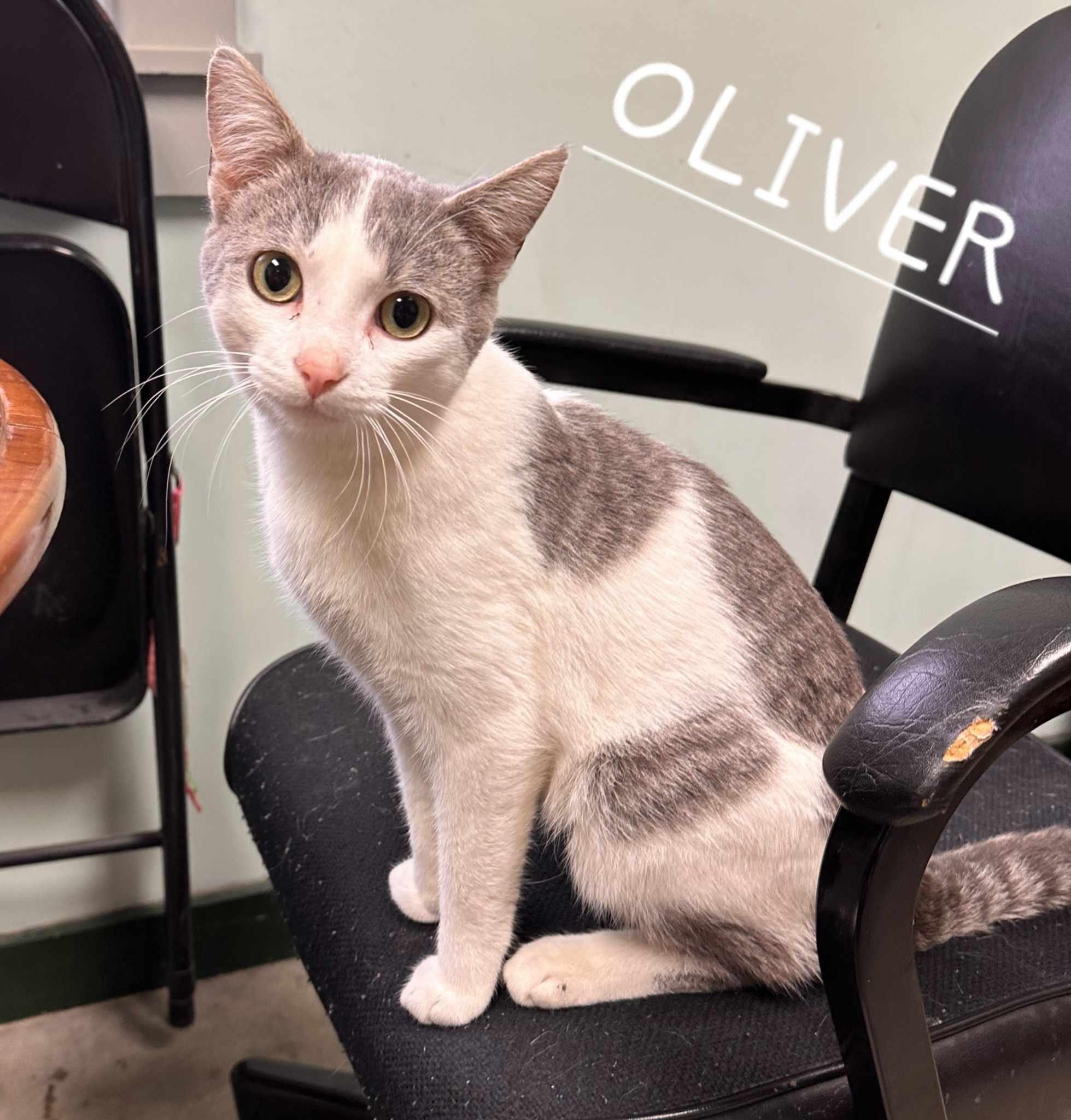 Oliver