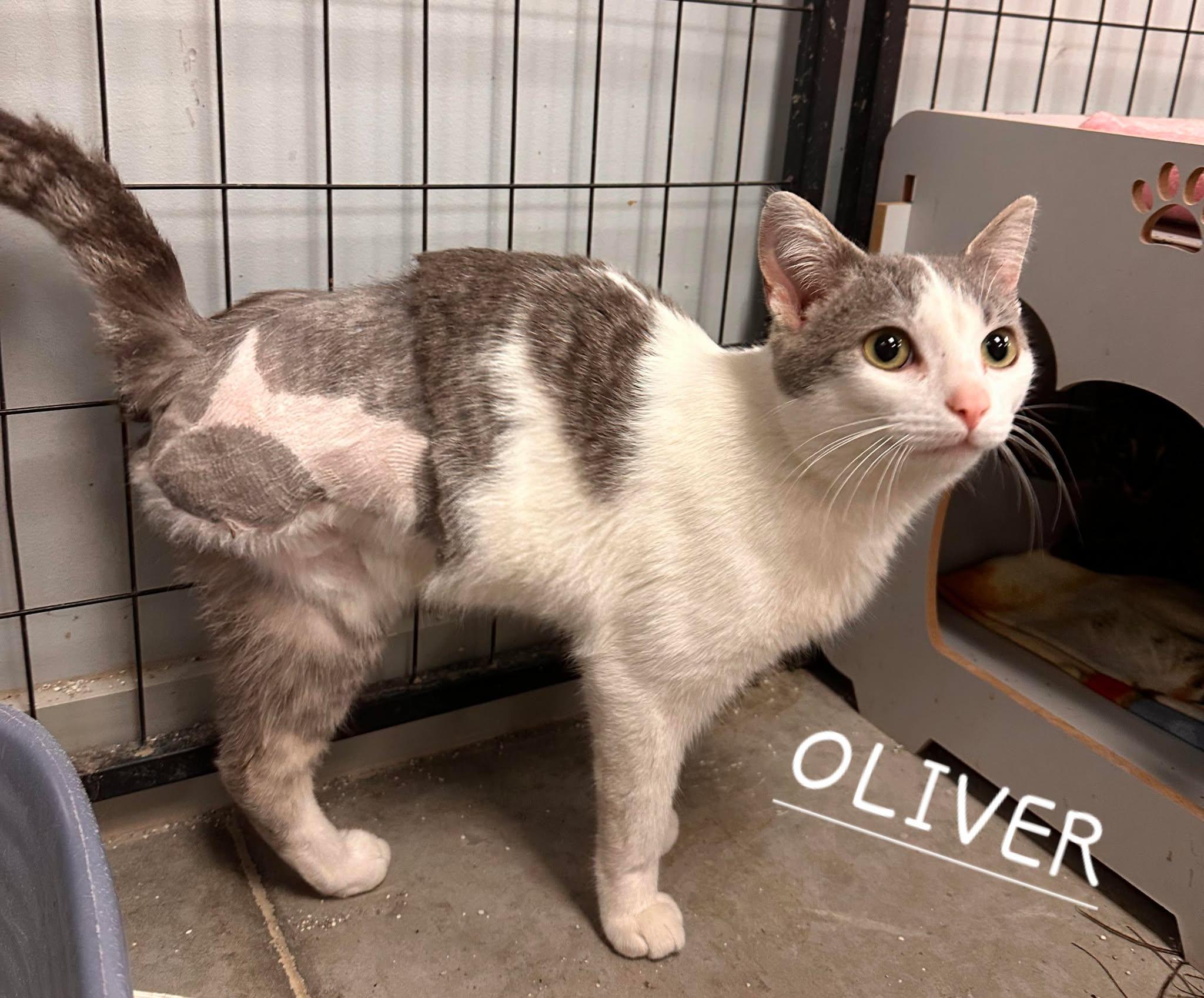 Oliver 2