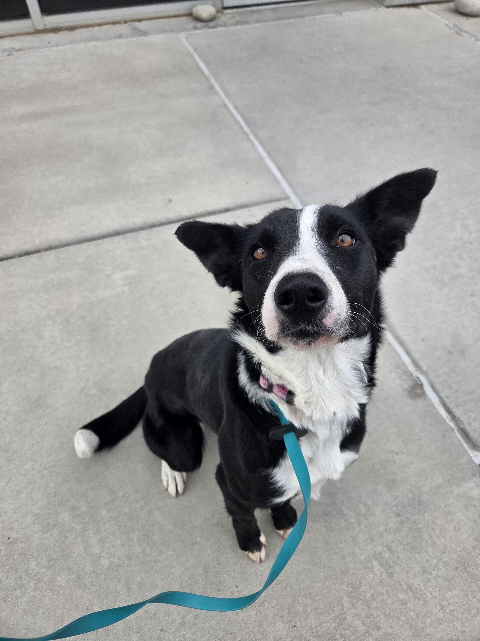 Quincy, Adoptable, Young Female Border Collie.