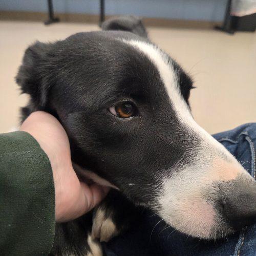 Quincy, Adoptable, Young Female Border Collie.