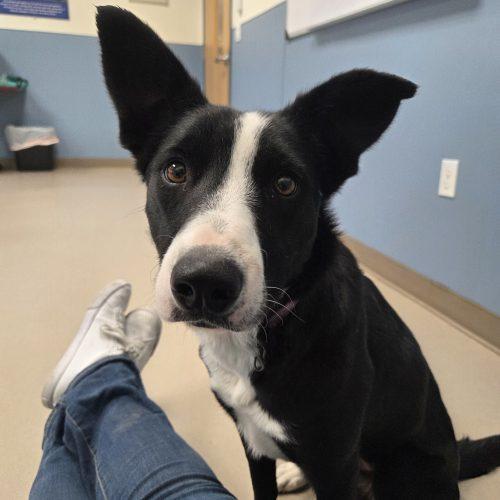 Enlarge Quincy, a Adoptable Border Collie in Grand Junction, CO image 2/5