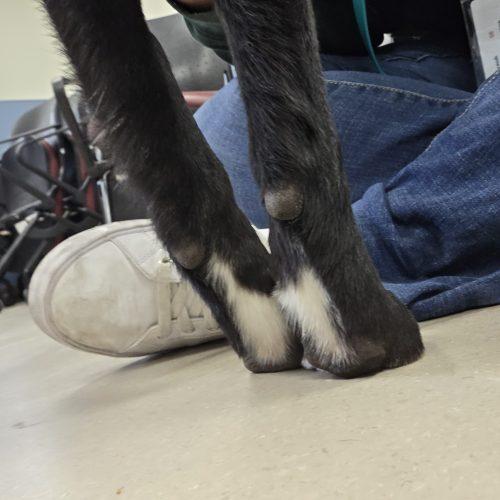Enlarge Quincy, a Adoptable Border Collie in Grand Junction, CO image 3/5