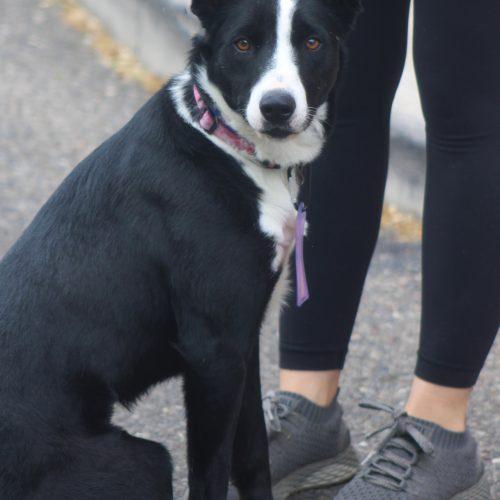 Enlarge Quincy, a Adoptable Border Collie in Grand Junction, CO image 5/5
