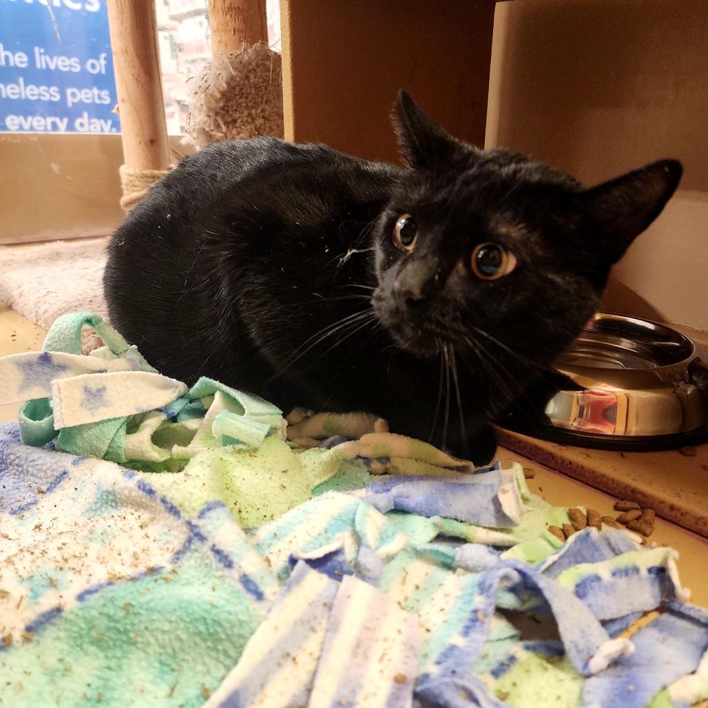Enlarge Onyx, a Adoptable Bombay in Grantsville, UT image 1/2
