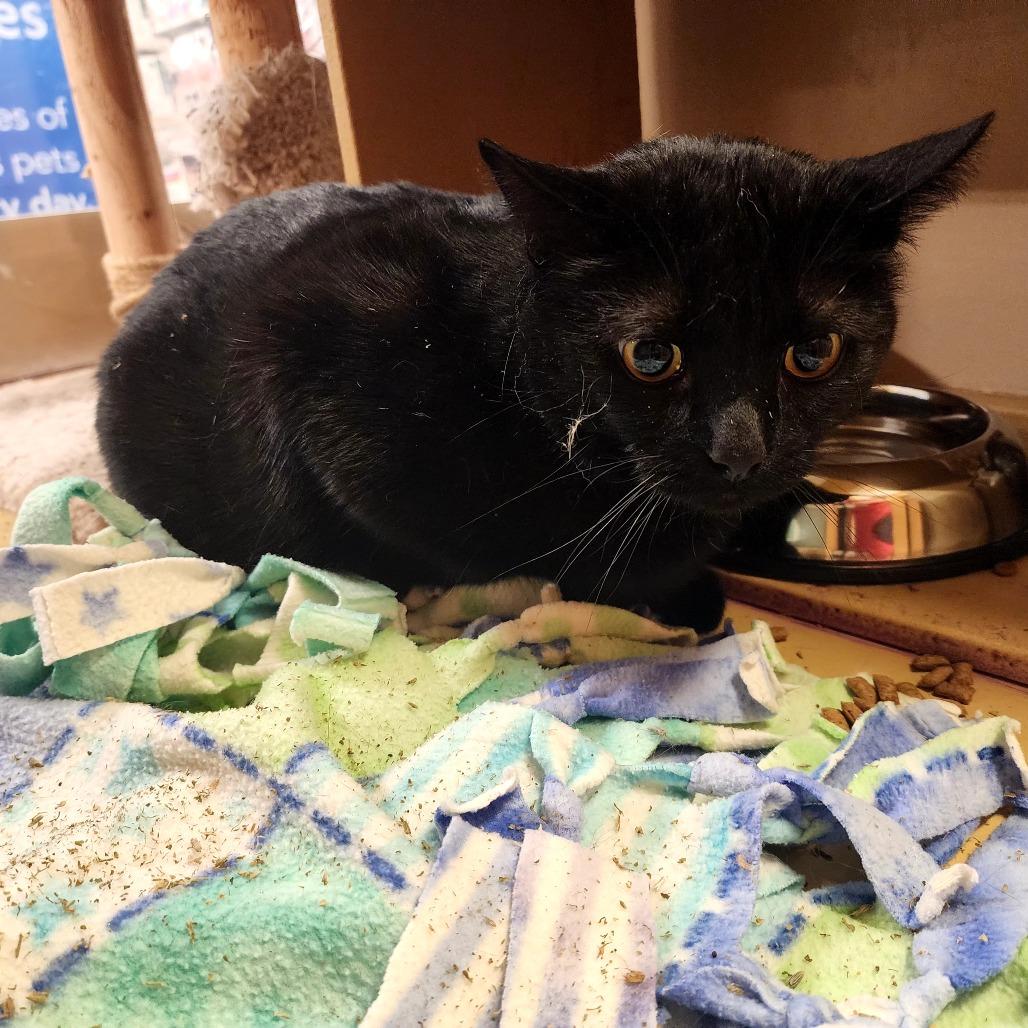 Enlarge Onyx, a Adoptable Bombay in Grantsville, UT image 2/2