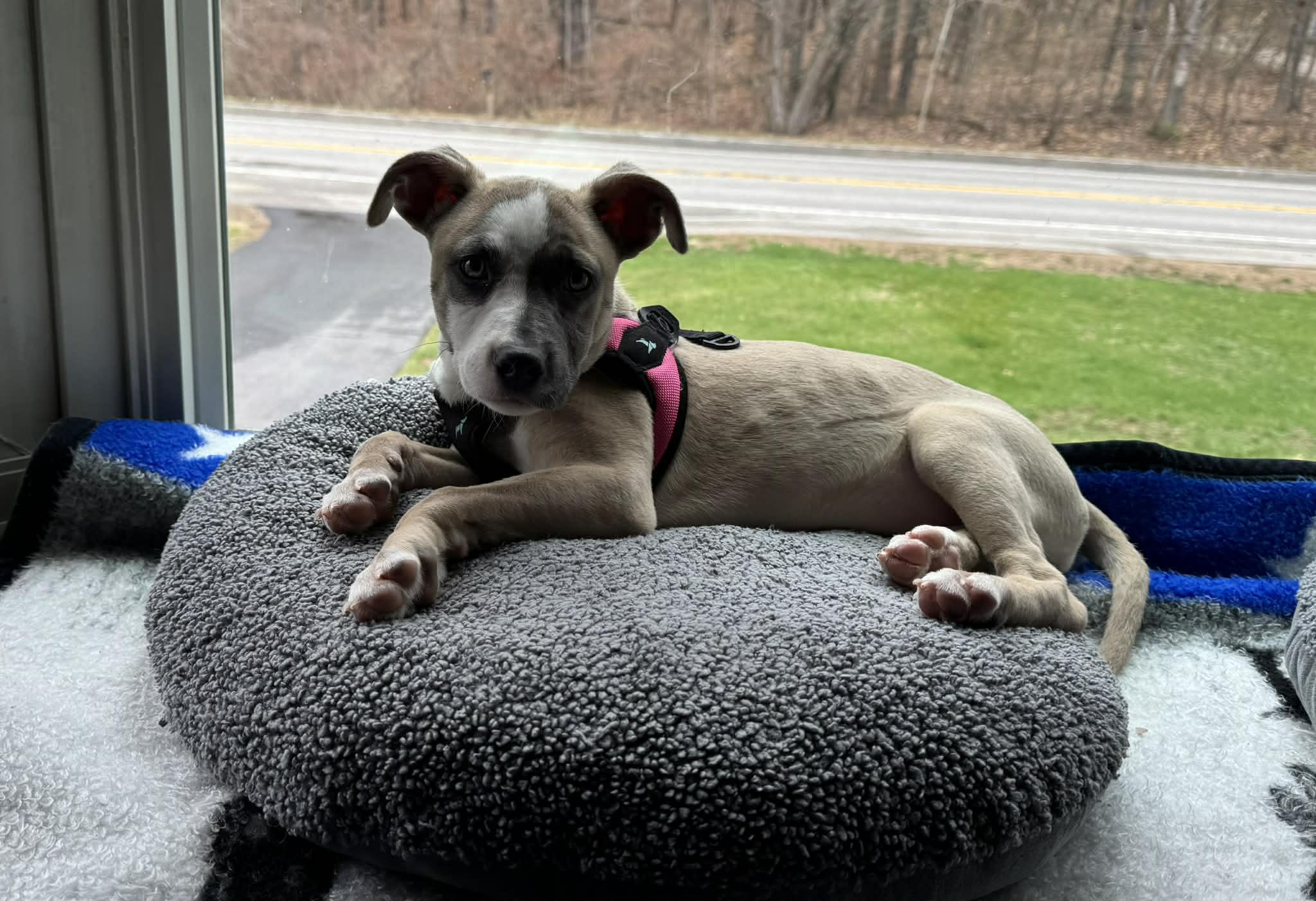 Enlarge Lacey, a ADOPTABLE mixed breed in Brunswick, ME image 2/2
