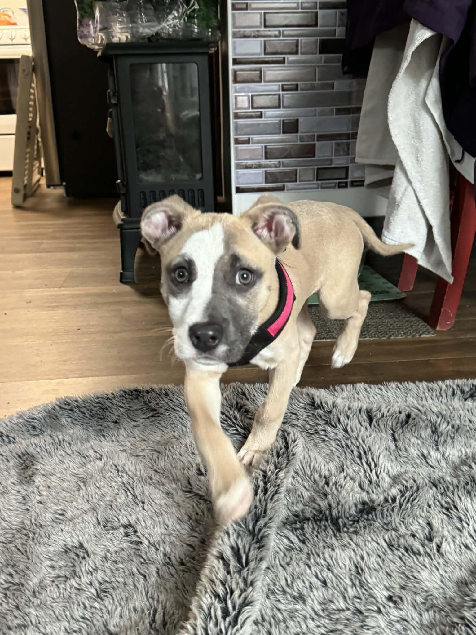 Enlarge Lacey, a ADOPTABLE mixed breed in Brunswick, ME image 1/2