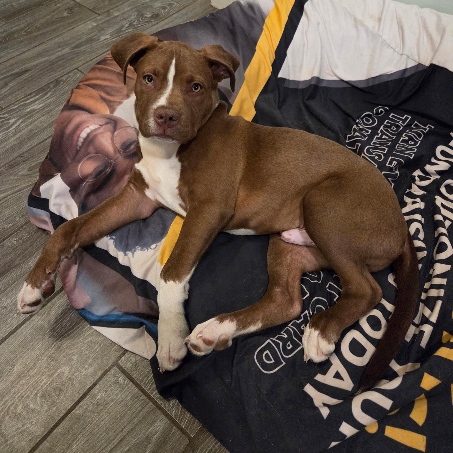 Enlarge HOAGIE , a Adoptable mixed breed in Tucson , AZ image 1/5