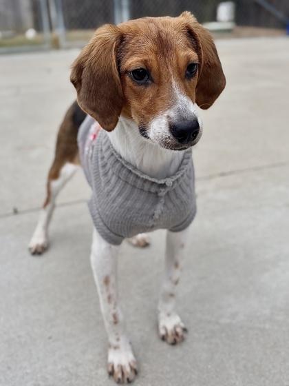 Sugar, Adoptable, Young Female Hound & Mixed Breed.