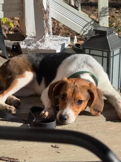 Sugar, Adoptable, Young Female Hound & Mixed Breed.