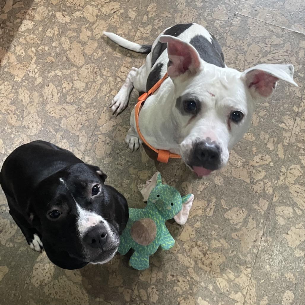 Enlarge Gertrude, a Adoptable mixed breed in Northville, MI image 2/5