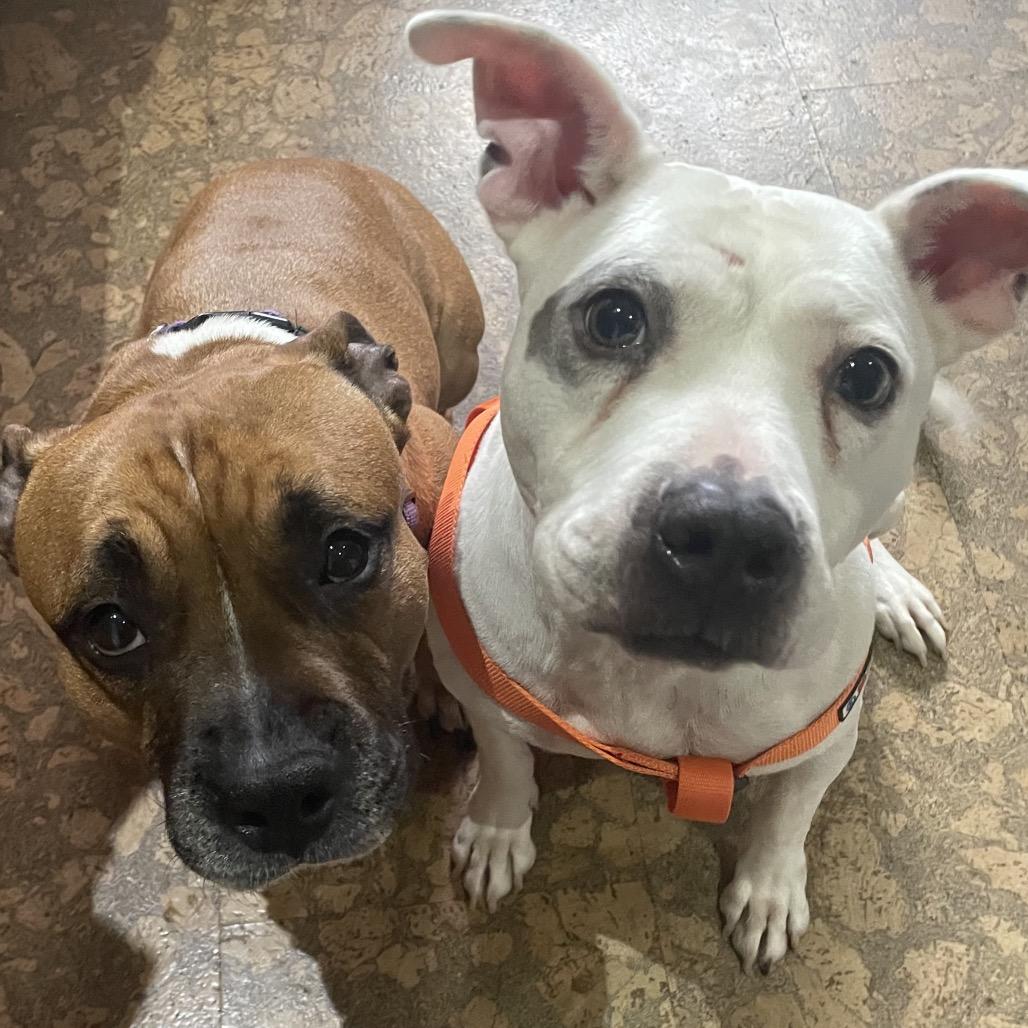 Enlarge Gertrude, a Adoptable mixed breed in Northville, MI image 3/5