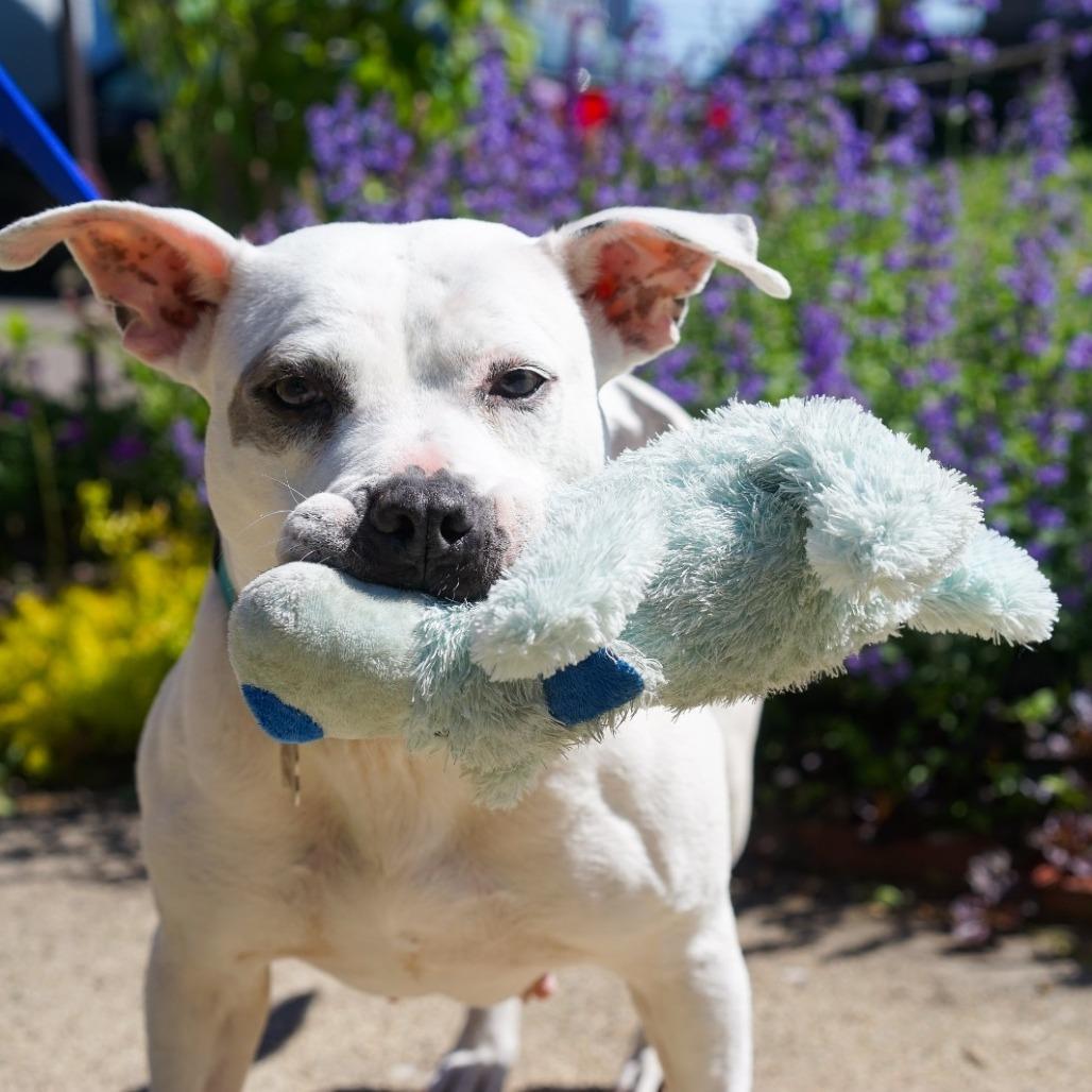 Gertrude, a Adoptable mixed breed in Northville, MI image 1/6