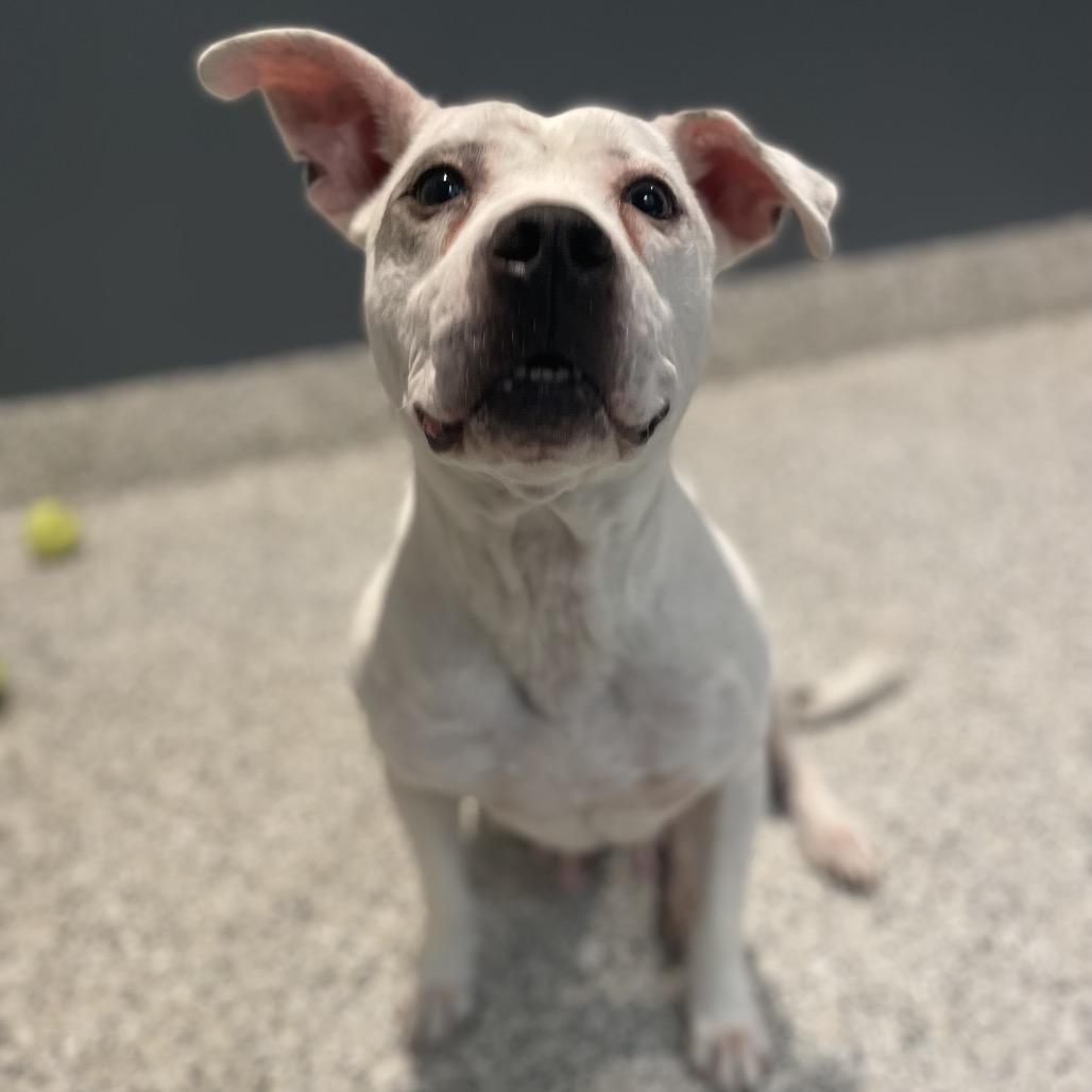 Enlarge Gertrude, a Adoptable mixed breed in Northville, MI image 4/5