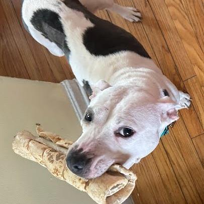 Enlarge Gertrude, a Adoptable mixed breed in Northville, MI image 2/5