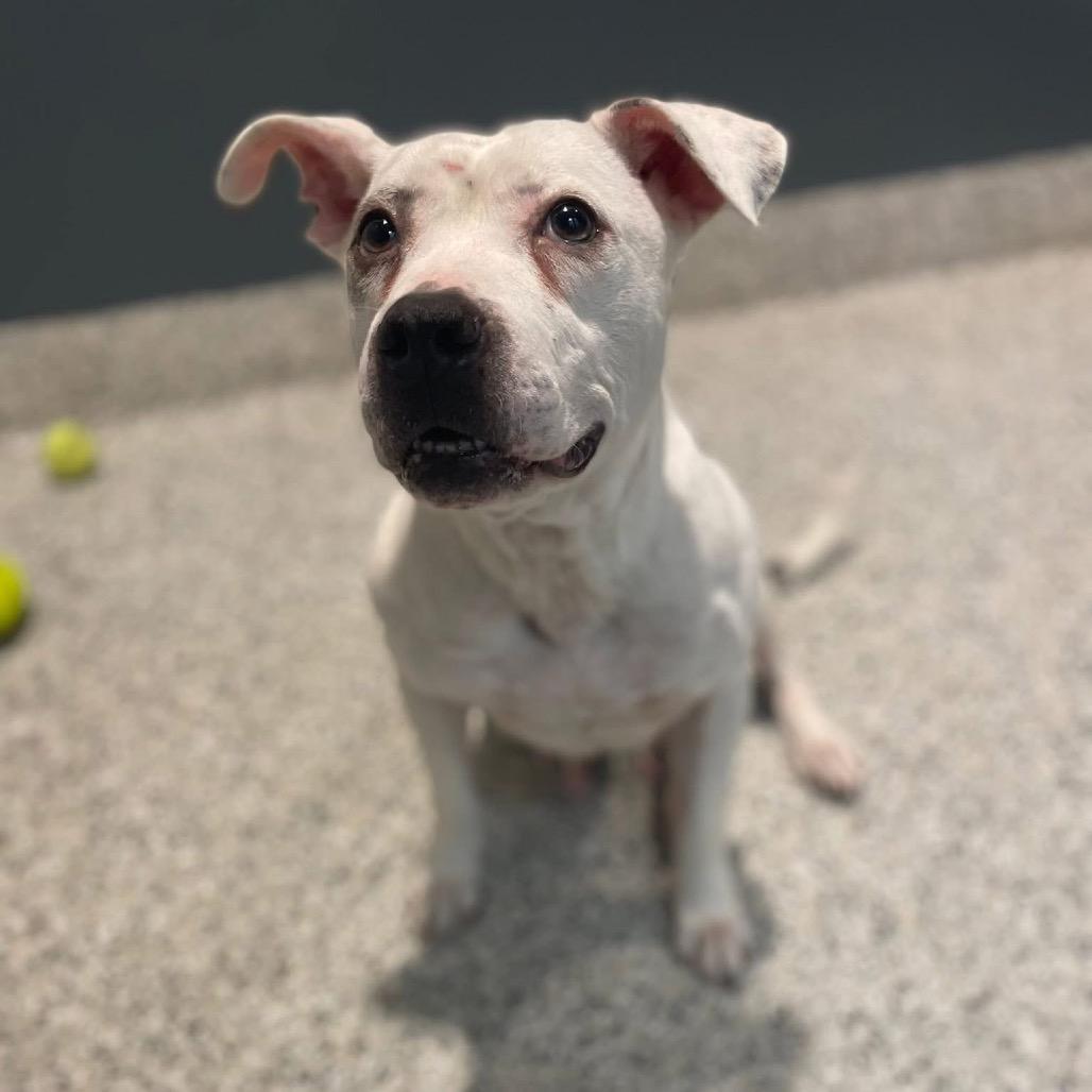 Enlarge Gertrude, a Adoptable mixed breed in Northville, MI image 5/5