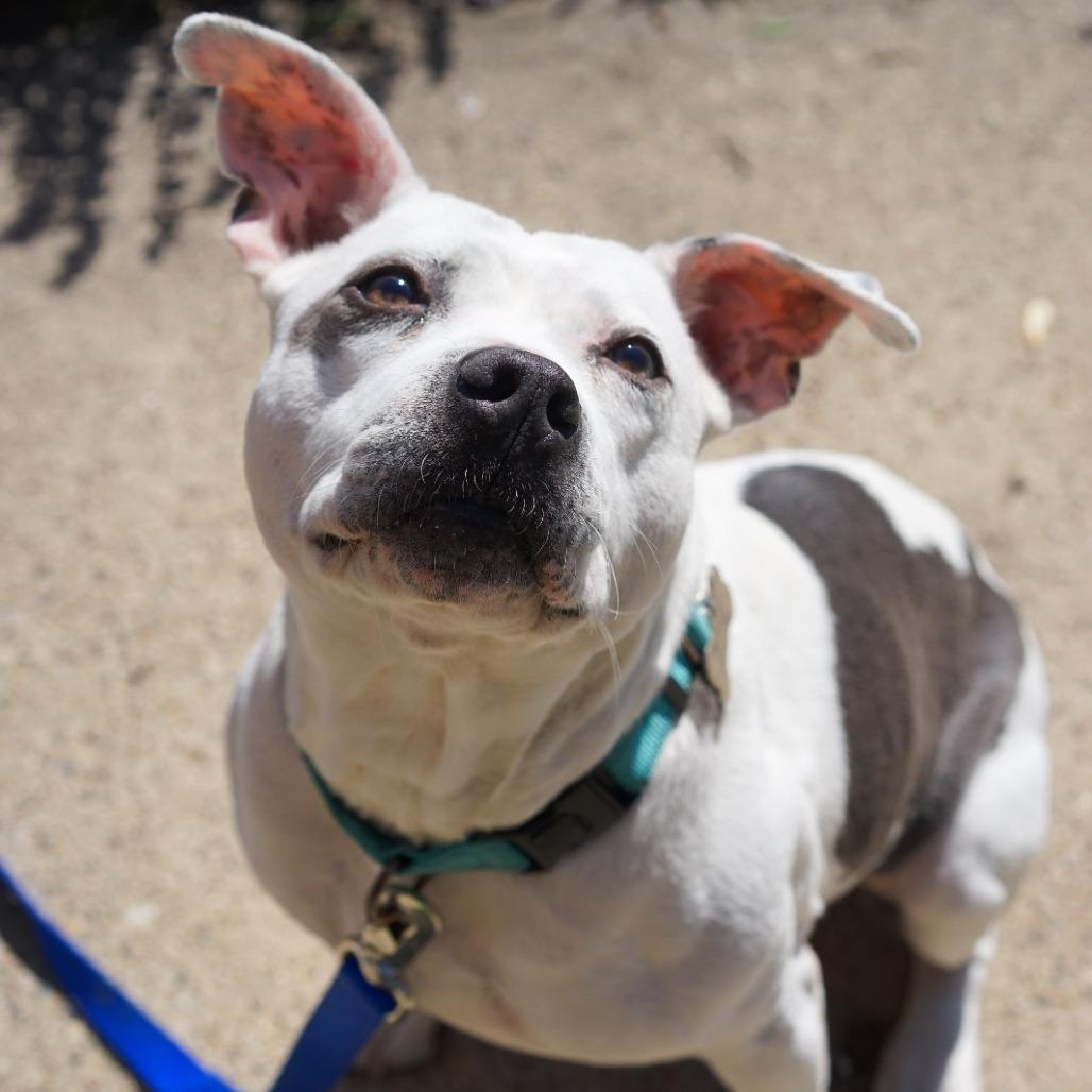 Gertrude, a Adoptable mixed breed in Northville, MI image 3/6