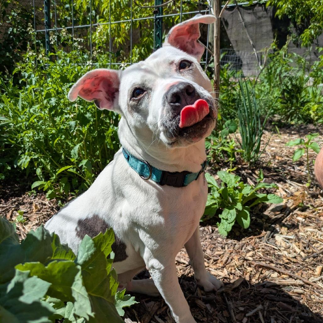 Gertrude, a Adoptable mixed breed in Northville, MI image 4/6