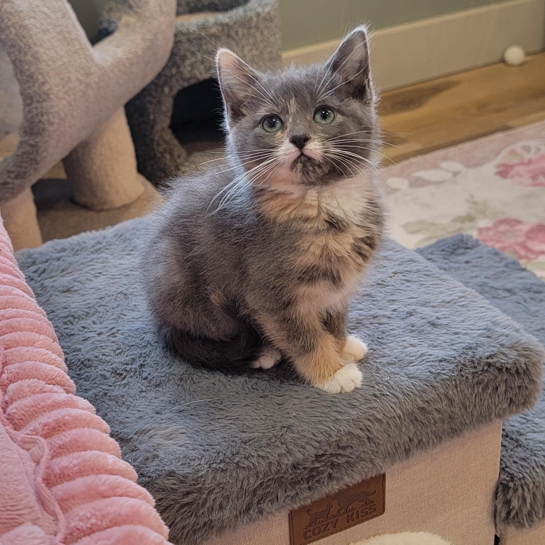 Enlarge Tiff  Adopted 4.11.26, an adopted Dilute Calico in Wyandotte, MI image 3/4