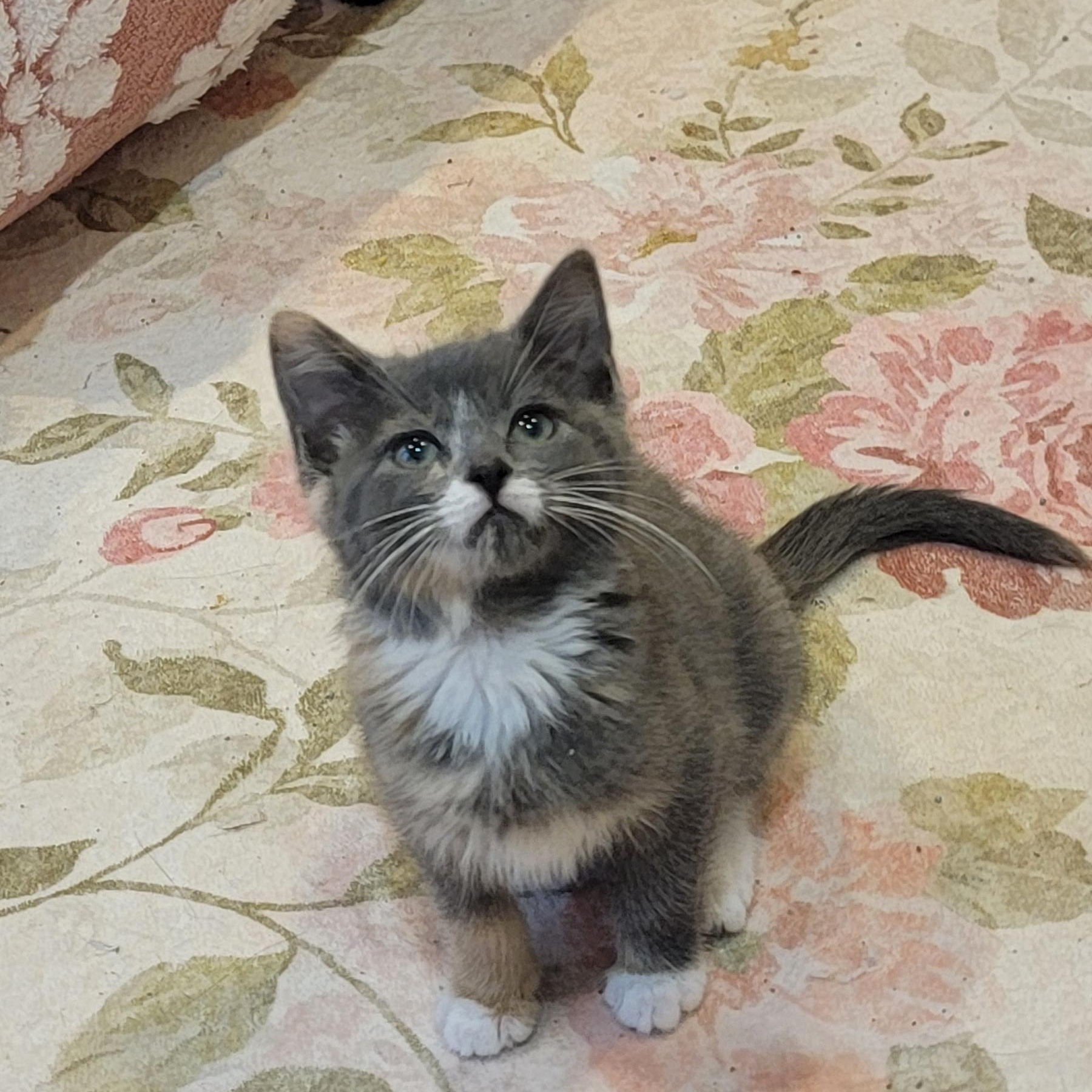 Enlarge Tiff  Adopted 4.11.26, an adopted Dilute Calico in Wyandotte, MI image 2/4