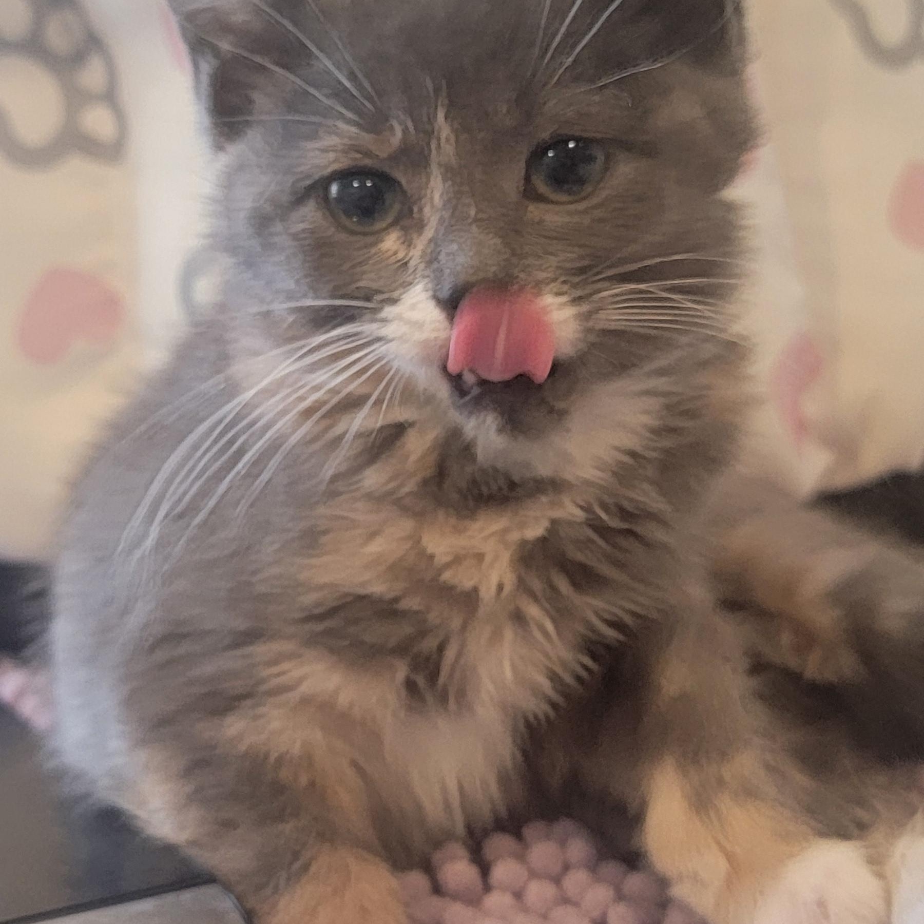 Enlarge Tiff  Adopted 4.11.26, an adopted Dilute Calico in Wyandotte, MI image 4/4