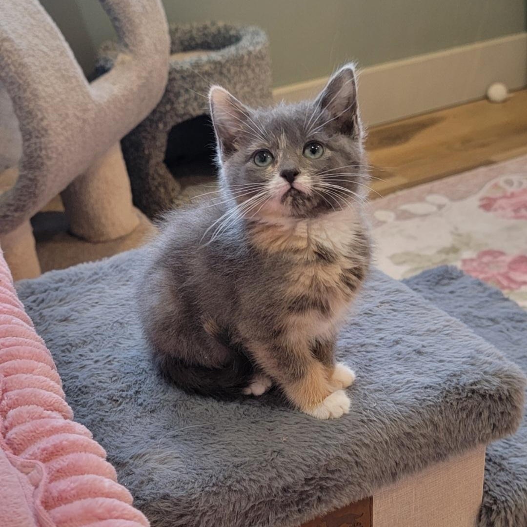 Tiff  Adopted 4.11.26, adopted, Kitten Female Dilute Calico.