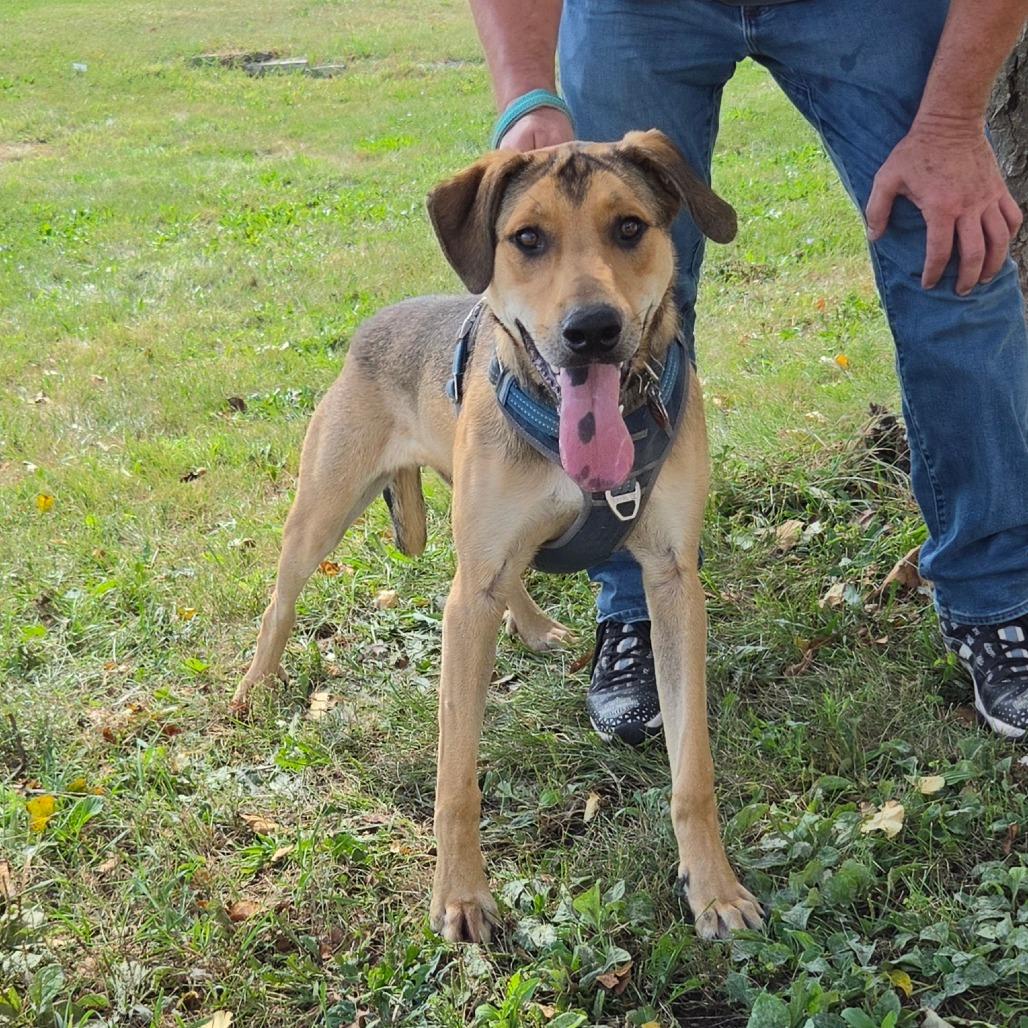 Falcon, Adoptable, Young Male Labrador Retriever & German Shepherd Dog.