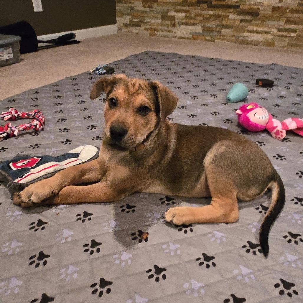 Falcon, Adoptable, Young Male Labrador Retriever & German Shepherd Dog.