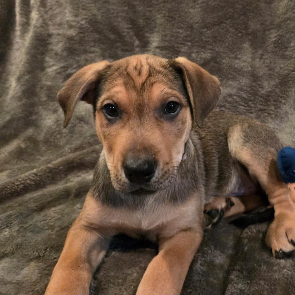 Falcon, a Adoptable mixed breed in Normal, IL image 2/6