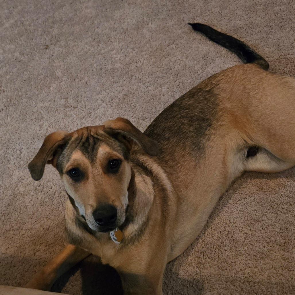 Falcon, a Adoptable mixed breed in Normal, IL image 3/6