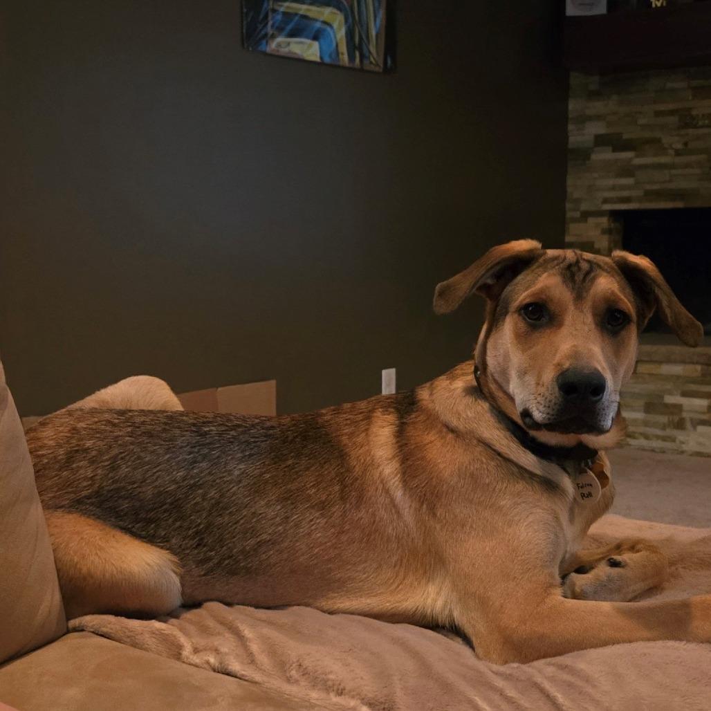 Falcon, a Adoptable mixed breed in Normal, IL image 4/6
