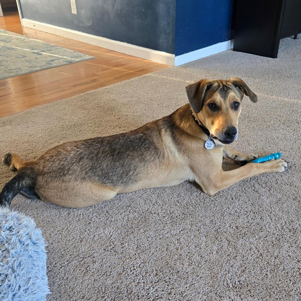 Falcon, a Adoptable mixed breed in Normal, IL image 5/6