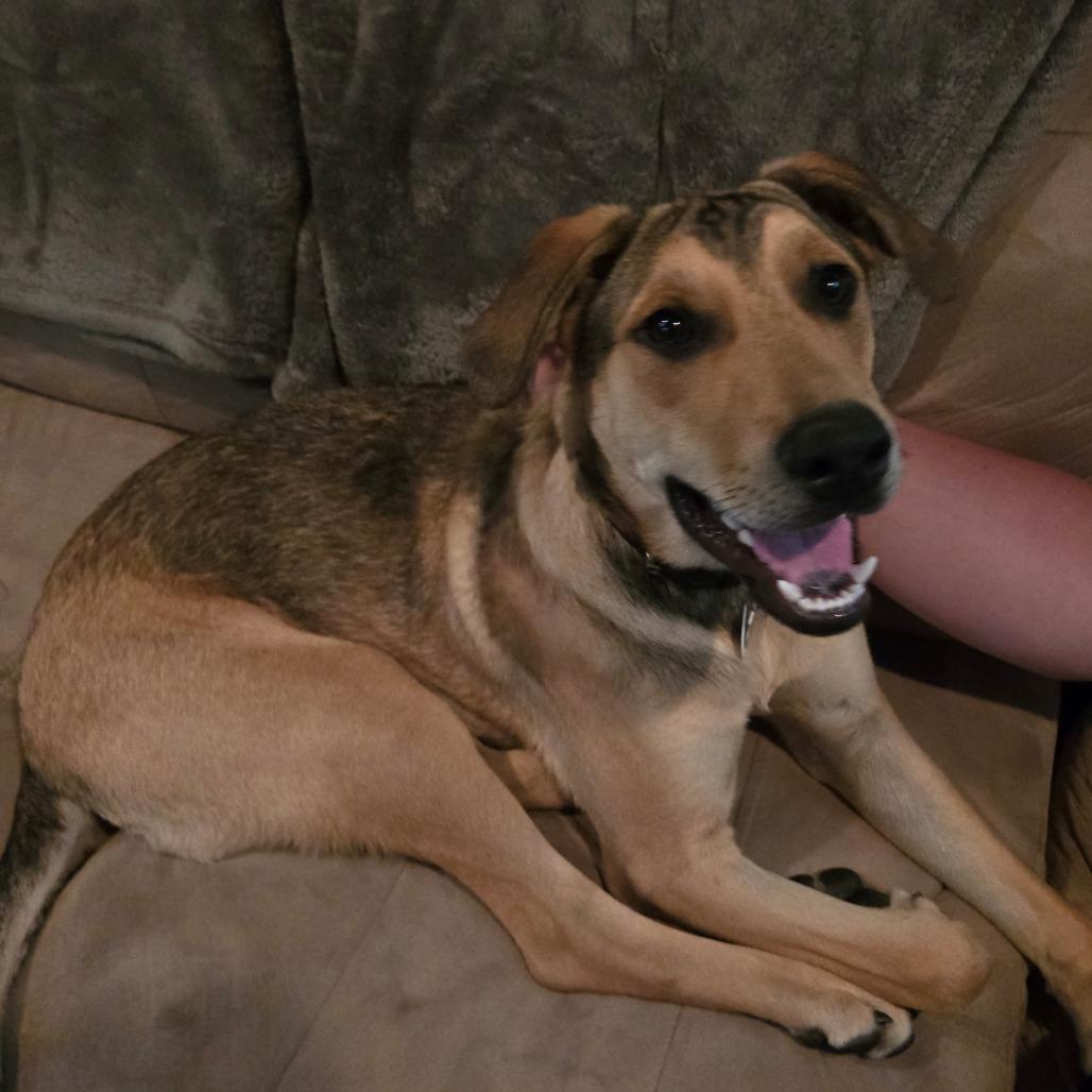 Falcon, a Adoptable mixed breed in Normal, IL image 6/6