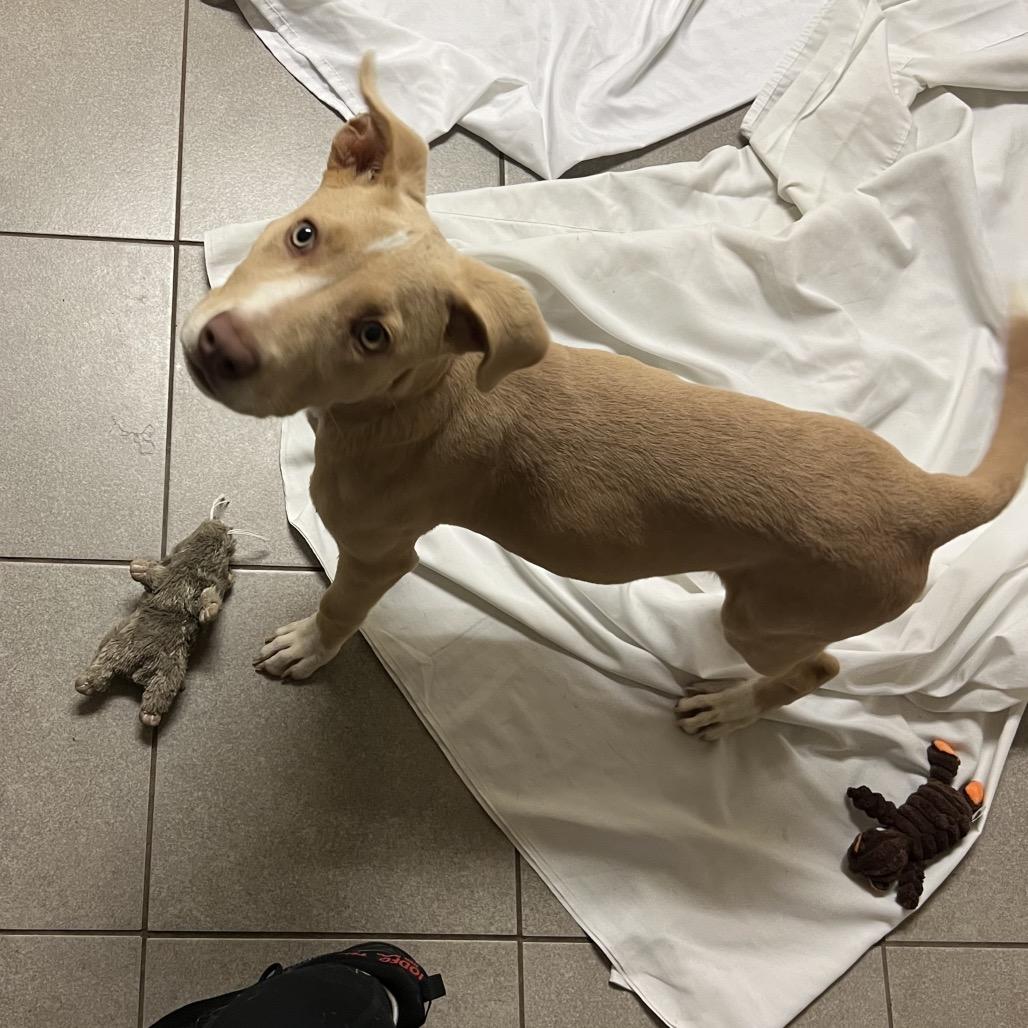 Ivy 2199, Adoptable, Puppy Female Mixed Breed.