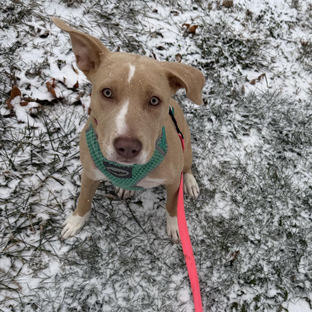 Enlarge Ivy 2199, a Adoptable Mixed Breed in Kansas City, MO image 1/1
