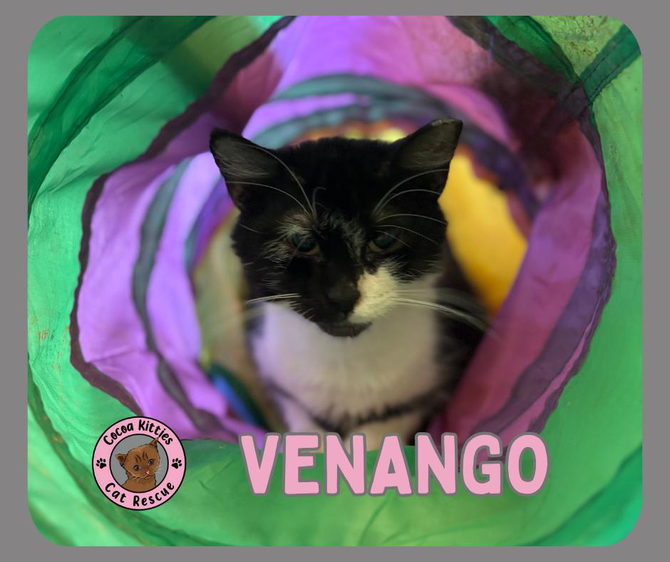 Enlarge Venango, a Adoptable mixed breed in Hershey, PA image 1/6