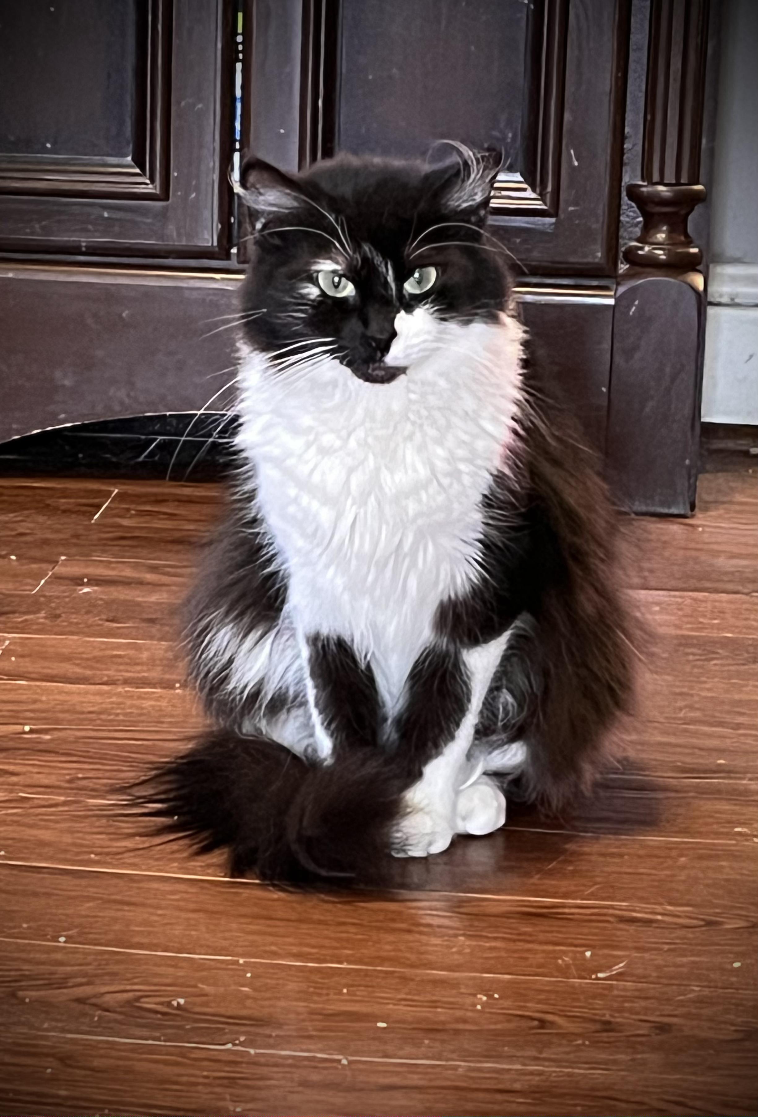 Enlarge Venango, a Adoptable mixed breed in Hershey, PA image 5/6