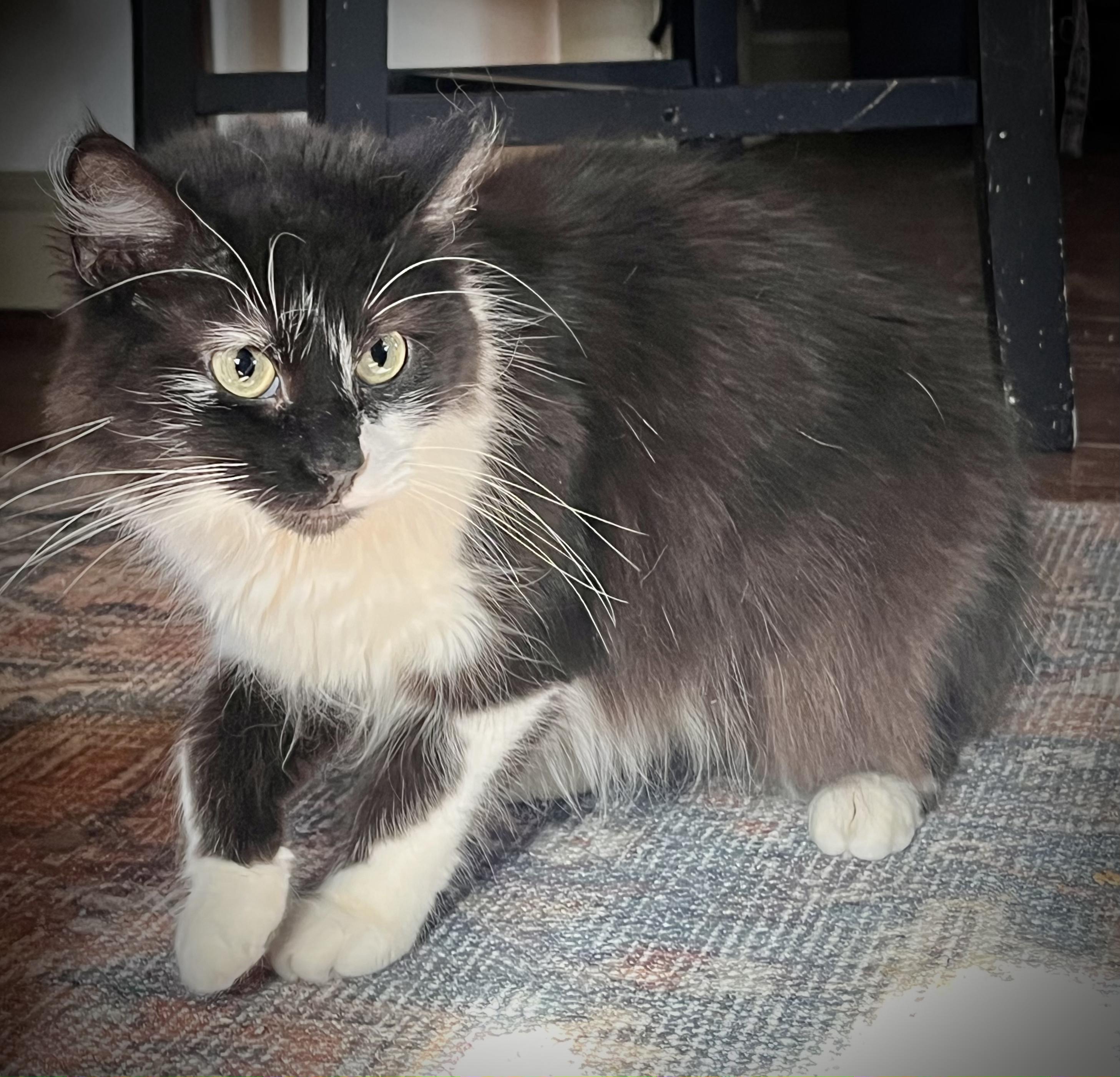 Enlarge Venango, a Adoptable mixed breed in Hershey, PA image 6/6