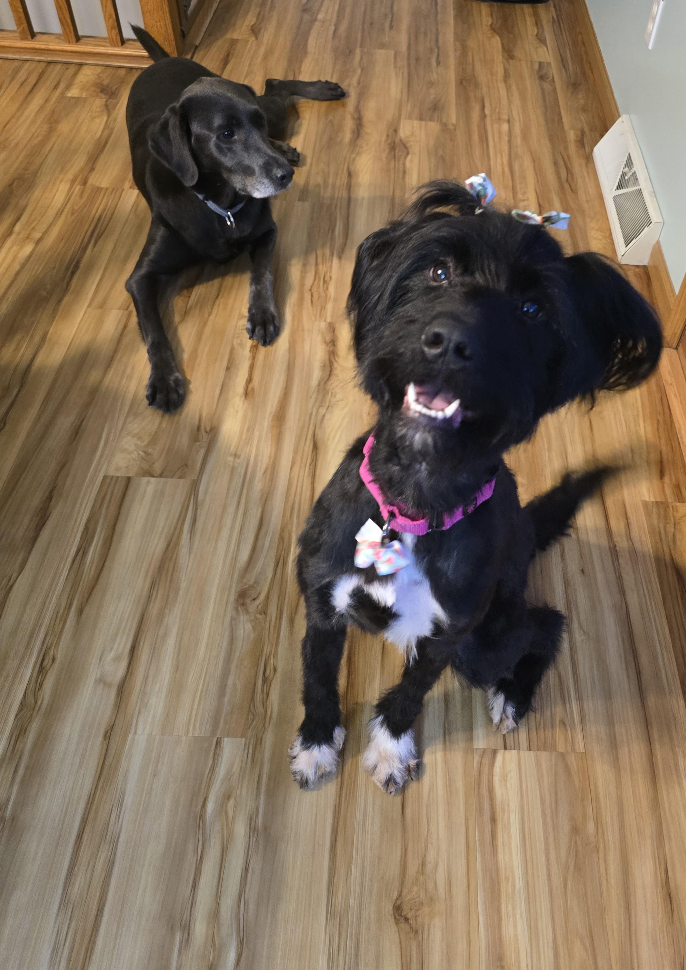 Enlarge LayLay, a ADOPTABLE mixed breed in Cedar Rapids, IA image 2/6