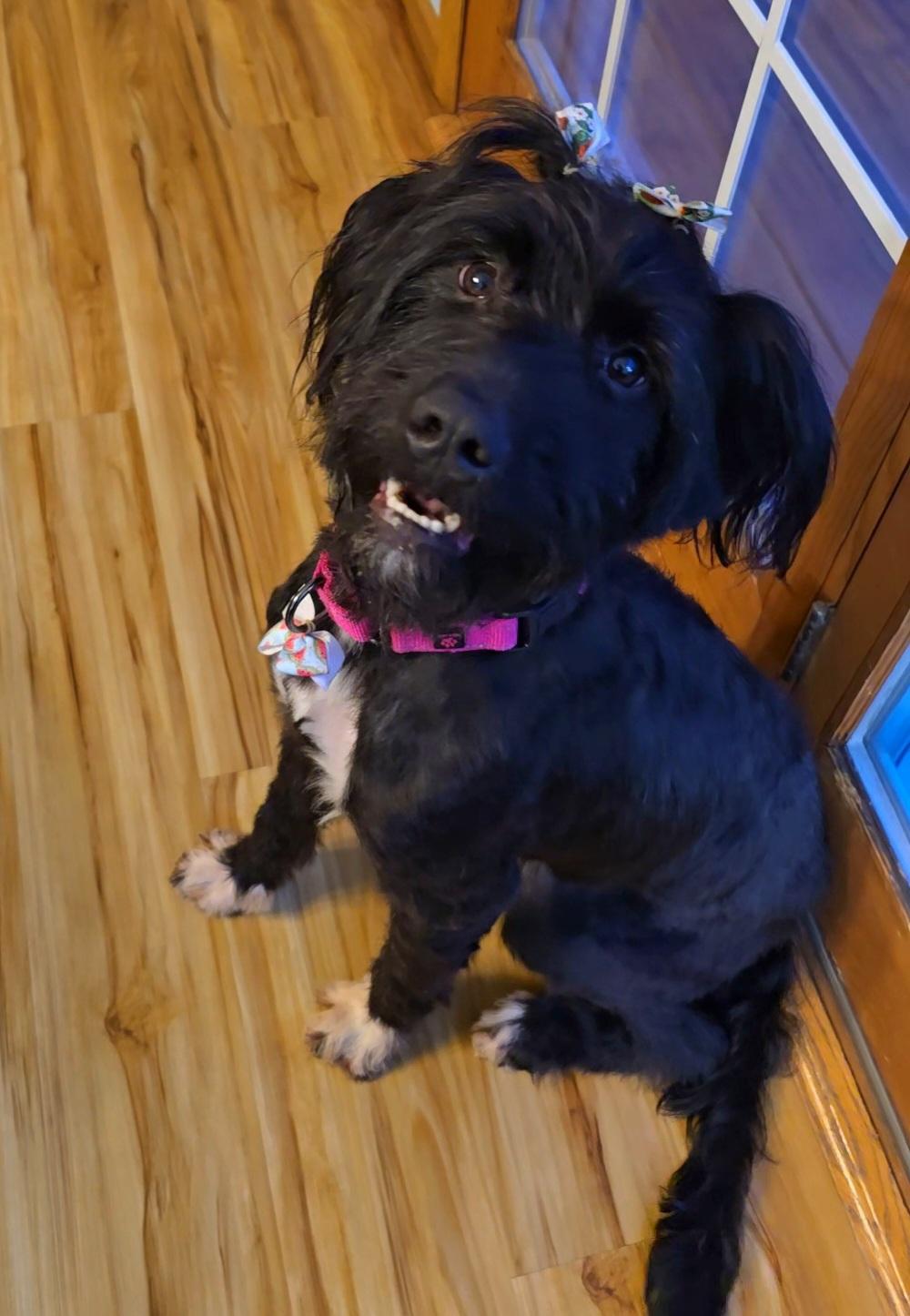 Enlarge LayLay, a ADOPTABLE mixed breed in Cedar Rapids, IA image 4/6