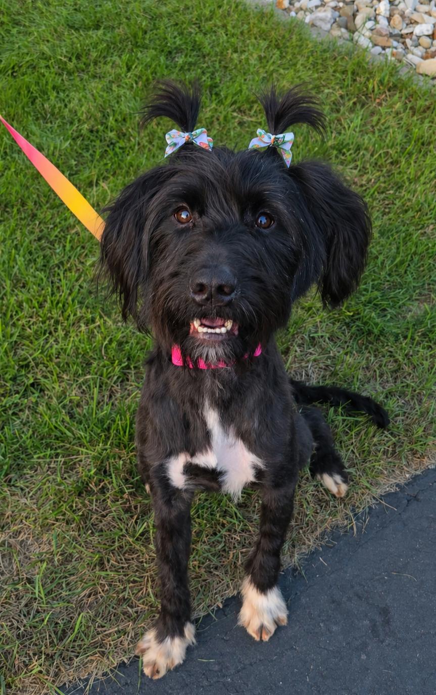 Enlarge LayLay, a ADOPTABLE mixed breed in Cedar Rapids, IA image 1/6