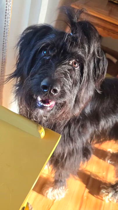 Enlarge LayLay, a ADOPTABLE mixed breed in Cedar Rapids, IA video 3/6